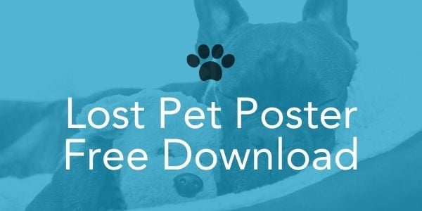 lost-pet-poster-template